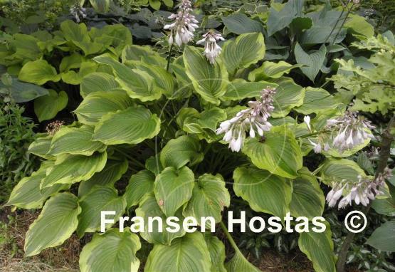 Hosta The Leading Edge